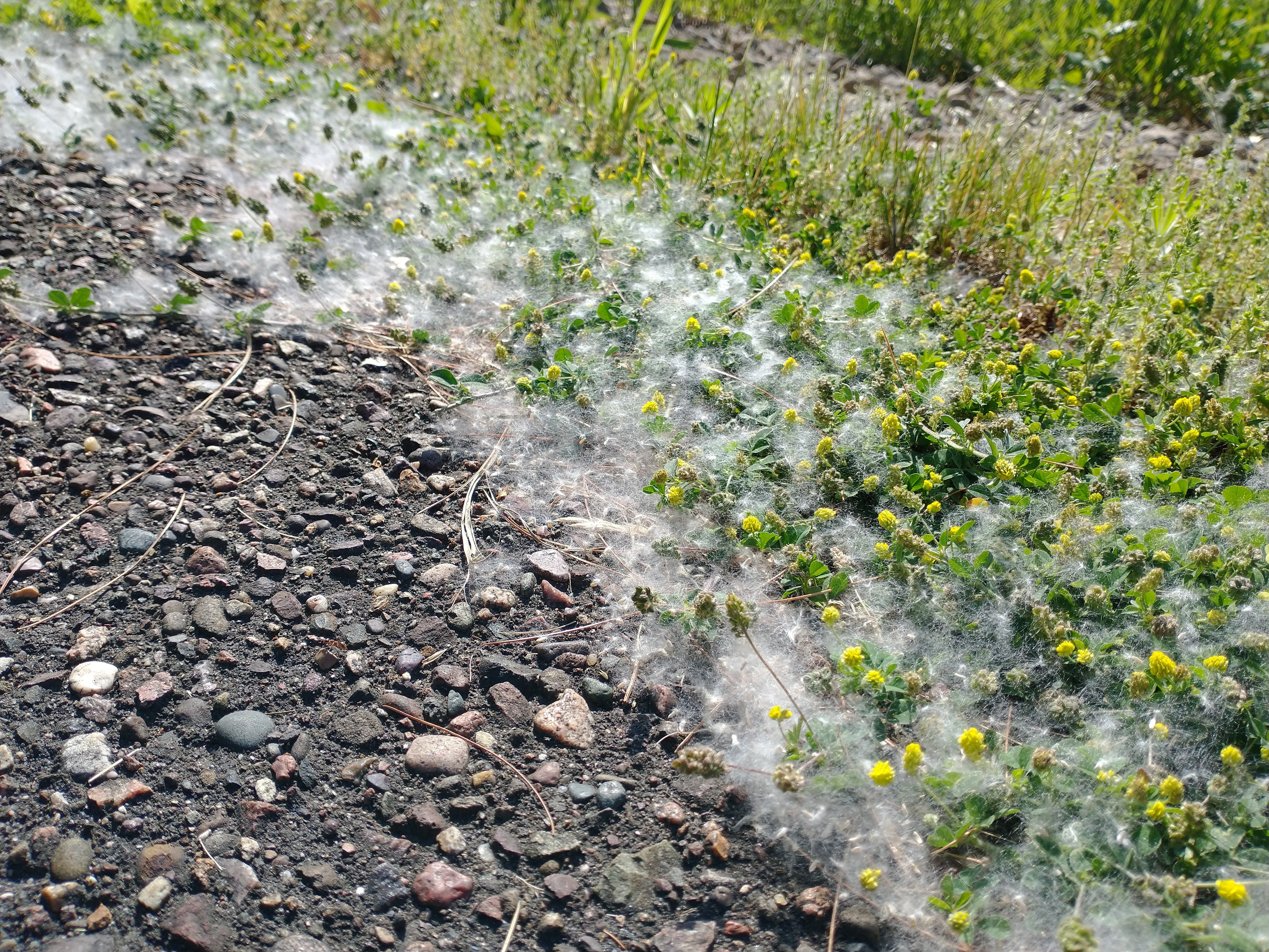 Driftless Thursday: Summer Snow