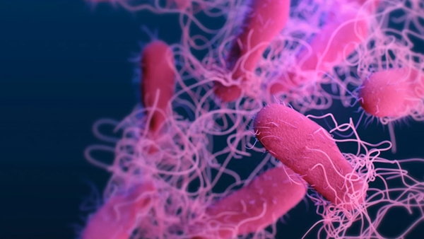 Pink microbes