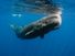 Submerged sperm whale off east Sri Lanka coast, mammal