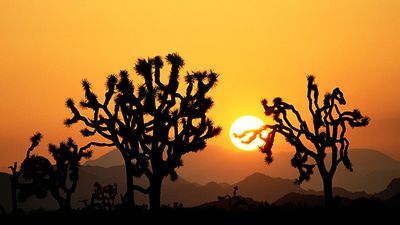 Joshua trees at sunset, Joshua Tree National Monument, California