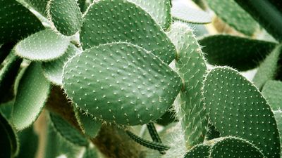 Prickly pear cactus, Opuntia