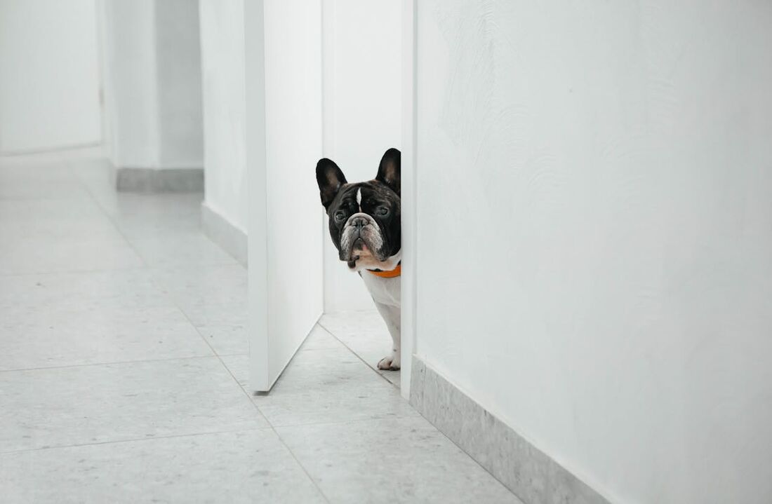 O seu animalzinho não vai conseguir dizer que quer ir embora de um bloco de Carnaval