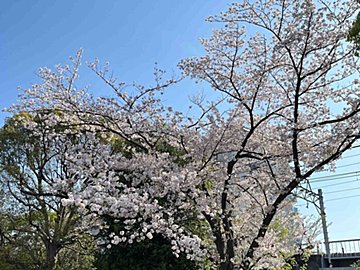 【楽天】ママ友が絶賛！多様なイベント乗り越えられる神アイテム