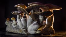 A close-up of psychedelic mushrooms