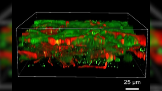 Red and green, 3D reconstructed view of the printed brain tissue under the microscope showing different tissue layers against a black background with a scale reference in the bottom right-hand corner of the image denoting 25 micrometers