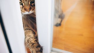 A brown tabby cat sticks its paw into a door opening