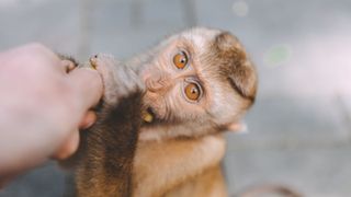 photo of a macaque monkey looking up at the camera as it nibbles a banana from a person's hand