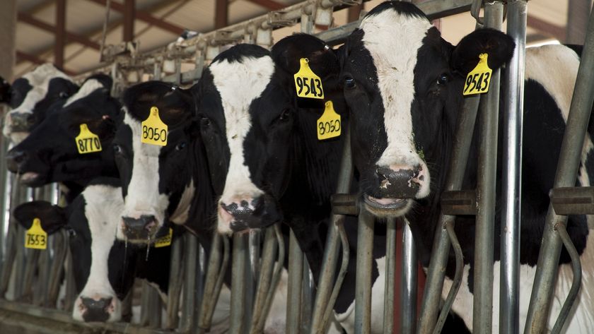 A row of dairy cows