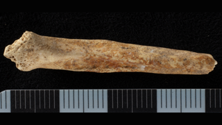 Photograph of a dog baculum (penis bone); it is long and narrow, tapering at the end. The bottom surface is covered with red ochre. The background is black with a small grey-and-black ruler.