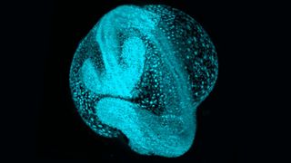 bright blue cells shown assembling into an early embryo, a sphere with a distinct ridge wrapped around it like a belt