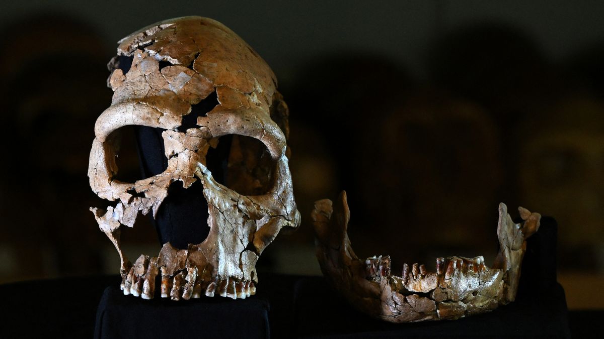 A picture shows the rebuilt skull of a 75,000-year-old Neanderthal woman, named Shanidar Z, after the cave in Iraqi Kurdistan where her skull was found in 2018, at the University of Cambridge, eastern England, on April 25, 2024. 