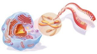 An illustration of DNA inside chromosomes that are then inside a cell nucleus.