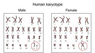 Humans have 23 pairs of chromosomes.