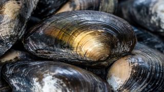 A photo of freshwater mussels from the Margaritifera genus.