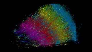 Colorful, rainbow colored rendering of thousands of neurons from a brain sample that have been assembled in a map