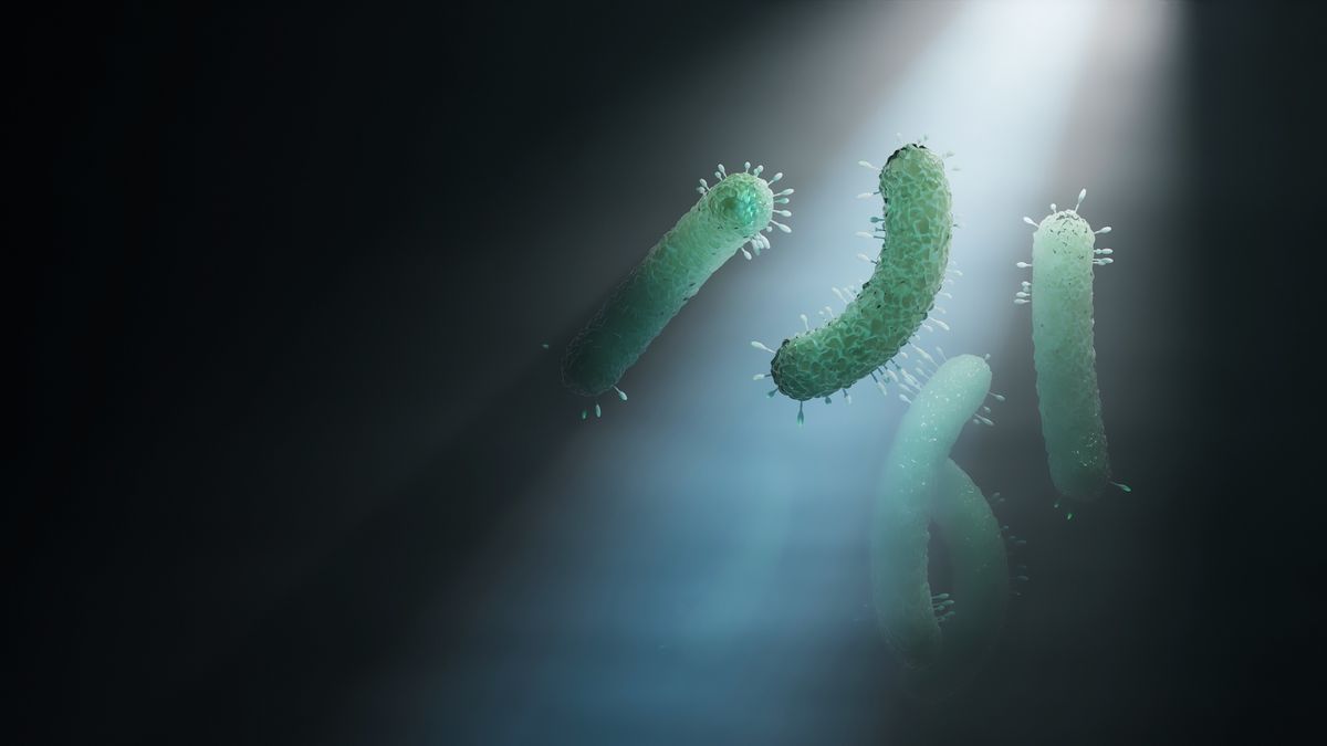 An illustration of rod-shaped bacteria