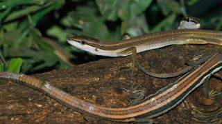 a photo of a grass lizard