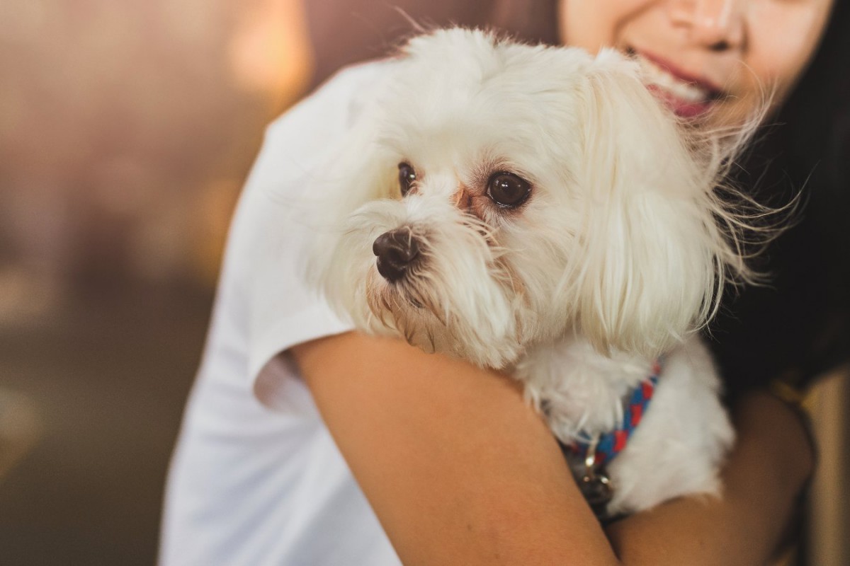 シーズーの涙やけ対策！茶色く変色しやすい犬種のためにできる改善策