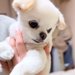 大好きなおじいちゃんが亡くなり『最後のお別れ』をする犬…震えながら見守る光景に涙が止まらないと297万再生「全部理解してて泣ける」