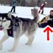 スキー場で犬が動かなくなったので『大型犬に運んでもらった』結果…想像以上のパワーと『まさかのハプニング』が19万再生「腹筋崩壊したｗ」