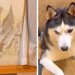 壁に『大穴』が空いていたので、大型犬を叱ったら…ほかの犬が見せた『怒るに怒れない行動』が10万再生「優しい」「絶対に許しちゃうｗ」と反響