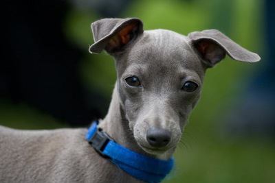 こちらを見ているイタリアングレーハウンドの幼犬