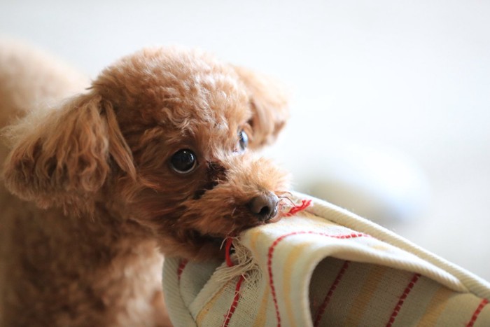 スリッパを咥える犬