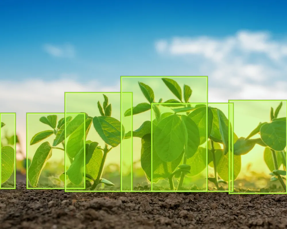 Plant seedlings in a field with blue sky behind, with bounding boxes around the plants