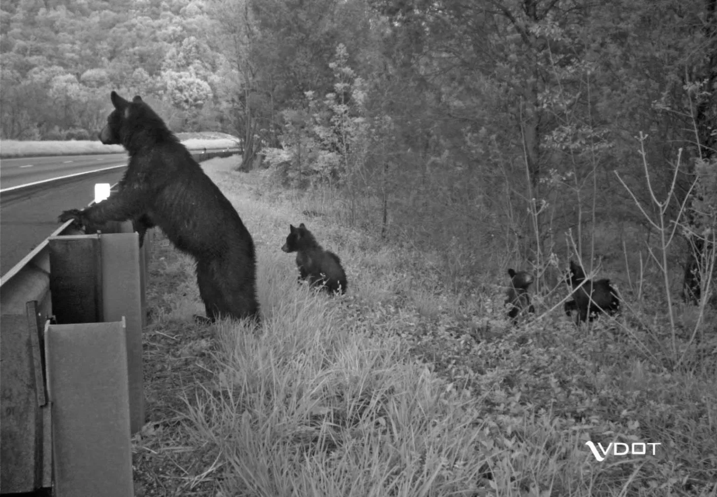 A black bear stands on hind legs near a roadside wildlife barrier, with cubs nearby in a forested area, captured by a wildlife monitoring camera.