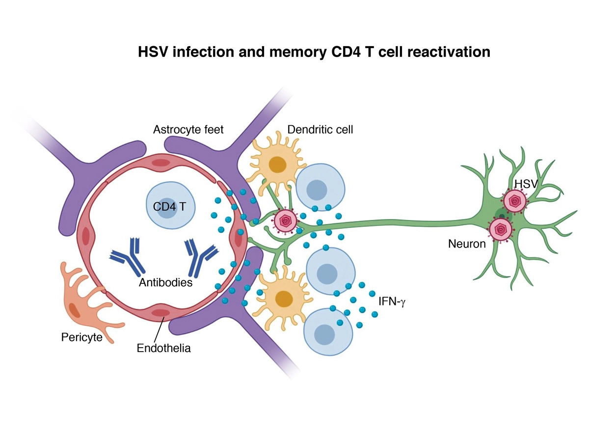 HSV infection scientific figure