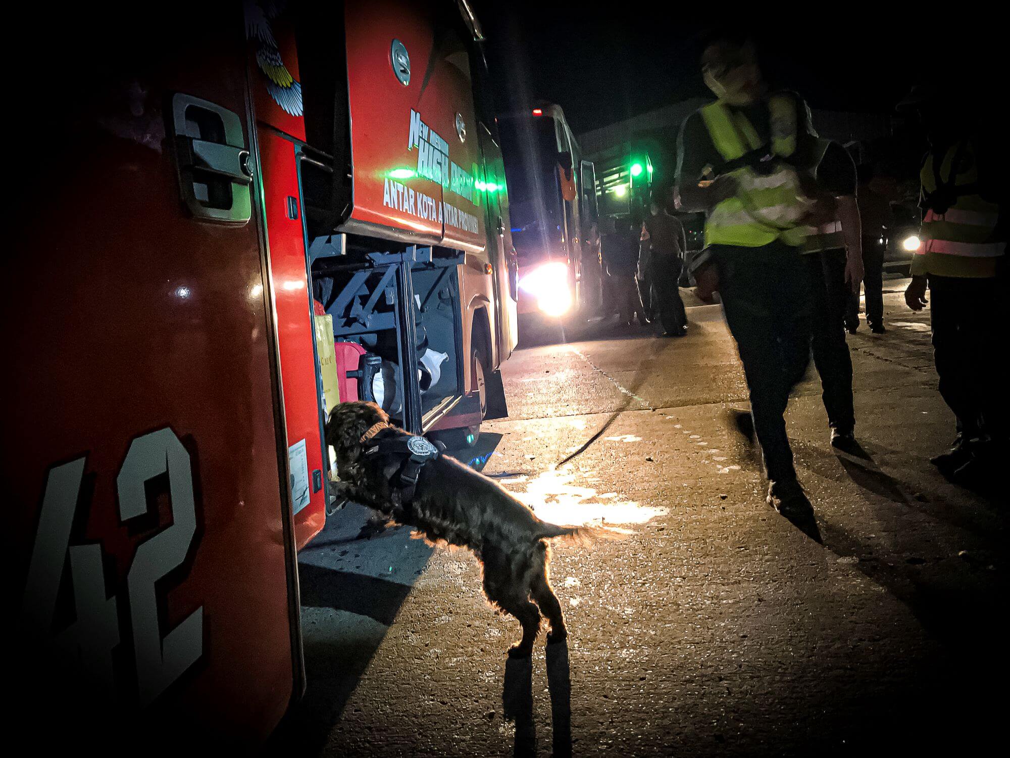 A wildlife detection dog is sniffing the luggage area of public transport bus.