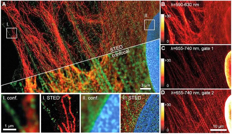 Max Planck - STED imaging