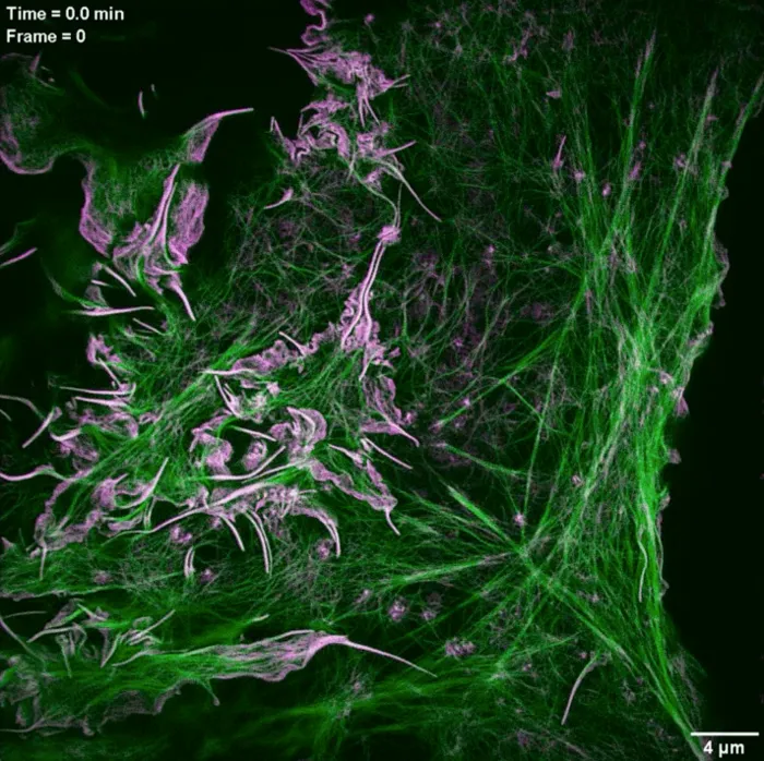 Lattice - imaging 