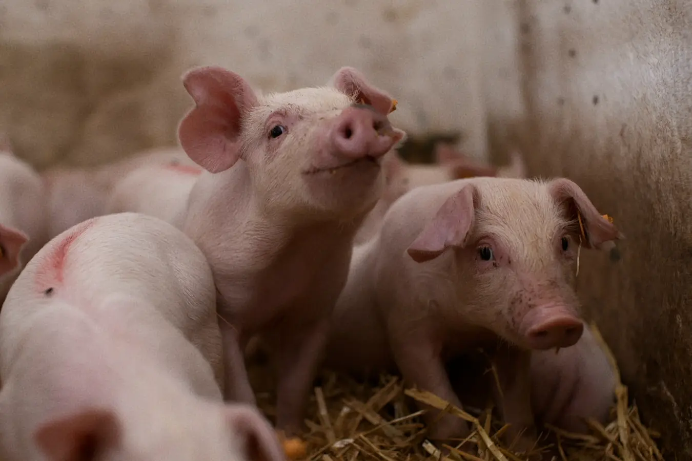 Image of young pigs in a pen.