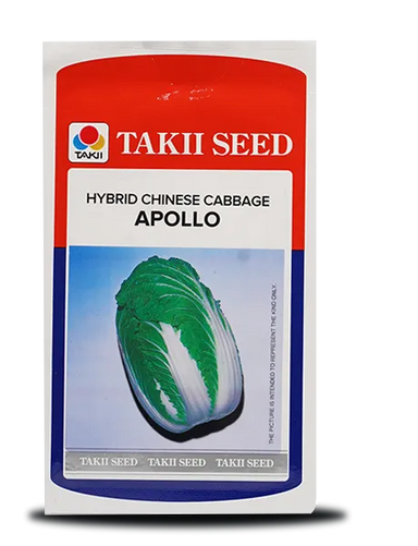 APOLLO CHINESE CABBAGE F1 Image