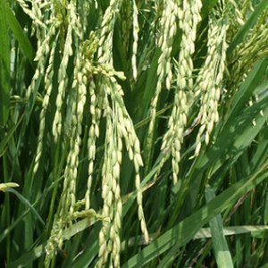 BPT - 5204 PADDY (RICE) (धान) Image