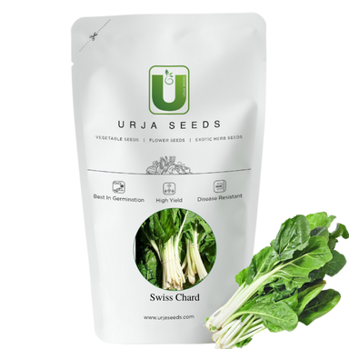 URJA SS 501 - SWISS CHARD SEEDS Image