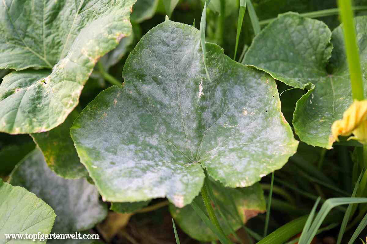 Mehltau bekämpfen an Zucchini, Gurken und Kürbis - Gartenblog Topfgartenwelt