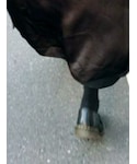 Dr. Martens(ドクターマーチン)の「シューズ(ドレスシューズ)」