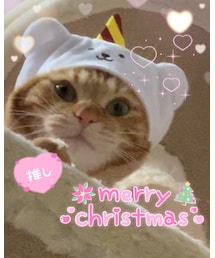 クリスマスのラテちゃん💦今更🎄😻 | 福袋/福箱