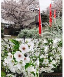 🌸🌸🌸の「トップス(トップス)」
