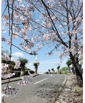お花見の「その他(その他)」