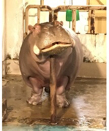 ☞ 己の顔の重さに耐えられないカバ | その他
