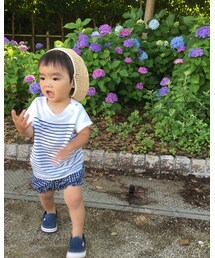 紫陽花 | その他