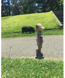 ブタさん | その他