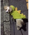 ショコラの「その他(その他)」