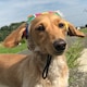 たけすのアイコン