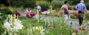 Szene aus dem Ökologisch-Botanischen Garten: Sommerblumen und Gäste im Hintergrund