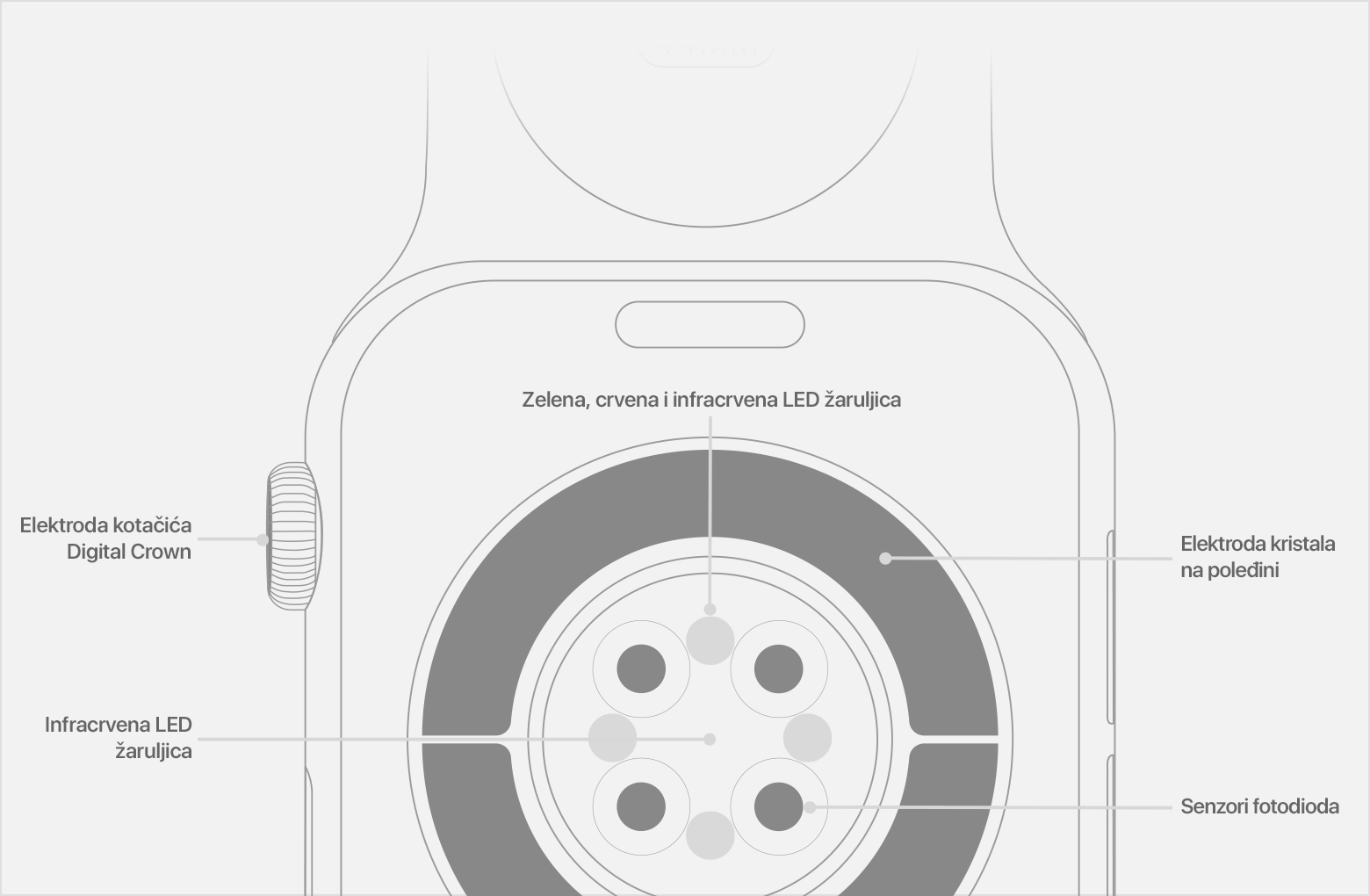 Dijagram stražnje strane uređaja Apple Watch Series 6 s označenim infracrvenim LED svjetlima, senzorima fotodiode i elektrodom kristala na poleđini.