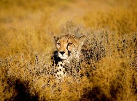 Inverdoorn Game Reserve Lodge – luksusowy kemping 